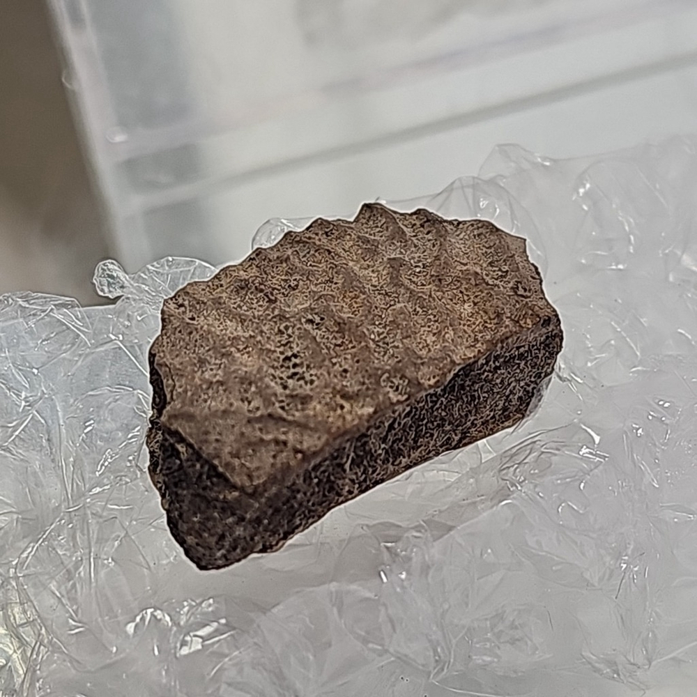 Fossilized Crocodile Piece With Plastic Case